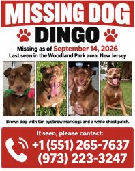 Lost Male Dog last seen Walker street, Paterson, NJ 07501