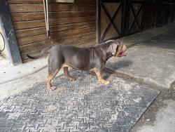Found/Stray Female Dog last seen Old Lockwood, Oviedo, FL, Oviedo, FL 32765
