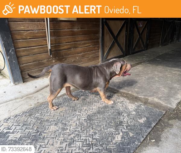 Found/Stray Female Dog last seen Old Lockwood, Oviedo, FL, Oviedo, FL 32765