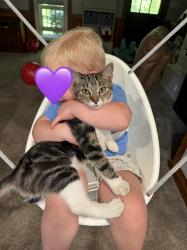Lost Male Cat last seen Cold springs fire dept, Abbeville, SC 29620