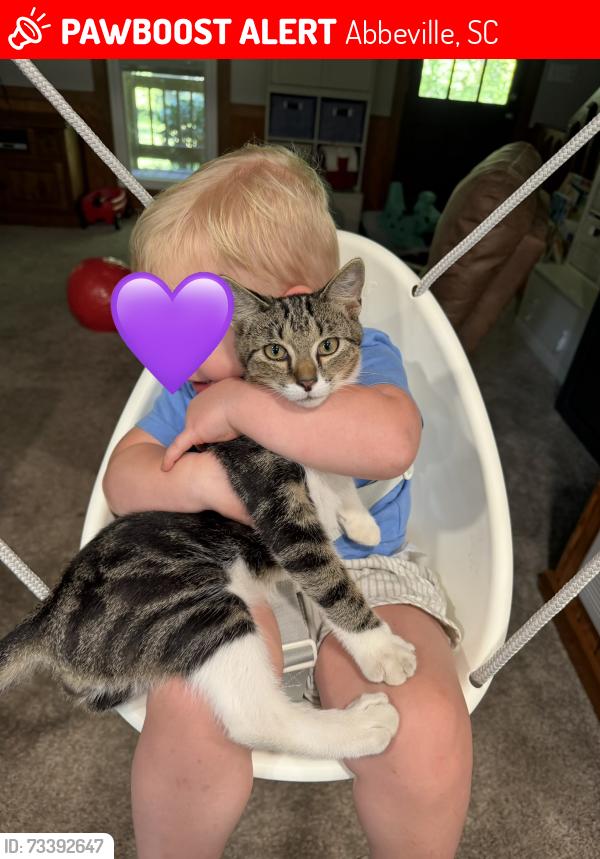 Lost Male Cat last seen Cold springs fire dept, Abbeville, SC 29620