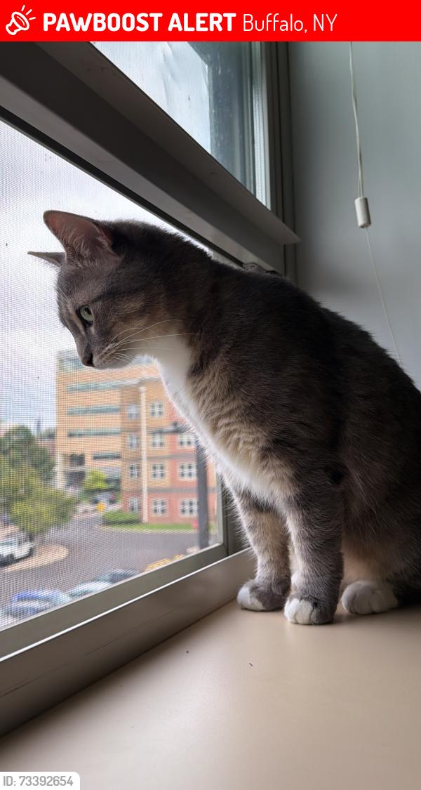 Lost Female Cat last seen Connecticut st, Buffalo, NY 14213