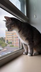 Lost Female Cat last seen Connecticut st, Buffalo, NY 14213