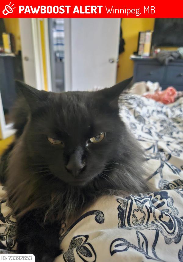 Lost Male Cat last seen St Charles St, Glendale, Winnipeg, MB 
