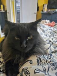 Lost Male Cat last seen St Charles St, Glendale, Winnipeg, MB 