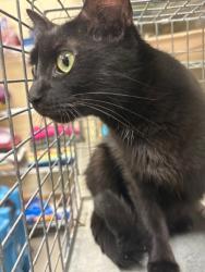 Shelter Stray Female Cat last seen , 232 Eslinger Way, Sanford, FL 32773, USA