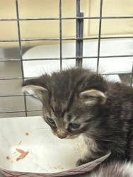 Shelter Stray Male Cat last seen , 232 Eslinger Way, Sanford, FL 32773, USA