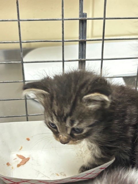 Shelter Stray Male Cat last seen , 232 Eslinger Way, Sanford, FL 32773, USA