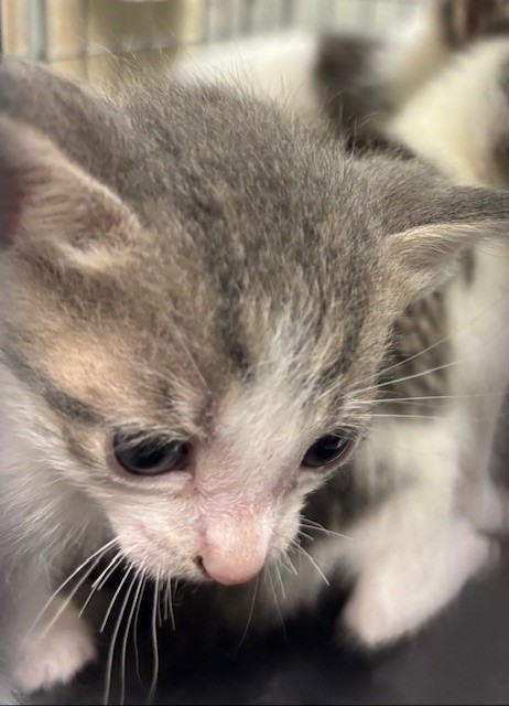 Shelter Stray Unknown Cat last seen , 232 Eslinger Way, Sanford, FL 32773, USA