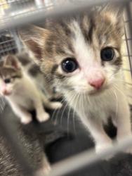 Shelter Stray Male Cat last seen , 232 Eslinger Way, Sanford, FL 32773, USA