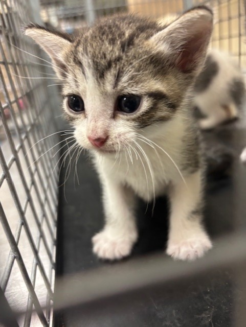 Shelter Stray Female Cat last seen , 232 Eslinger Way, Sanford, FL 32773, USA