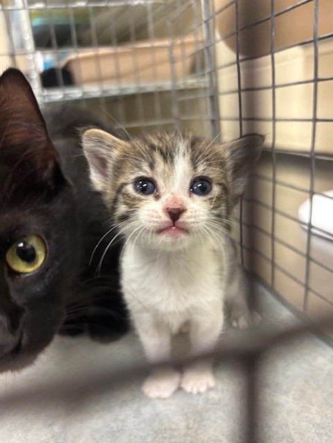 Shelter Stray Female Cat last seen , 232 Eslinger Way, Sanford, FL 32773, USA