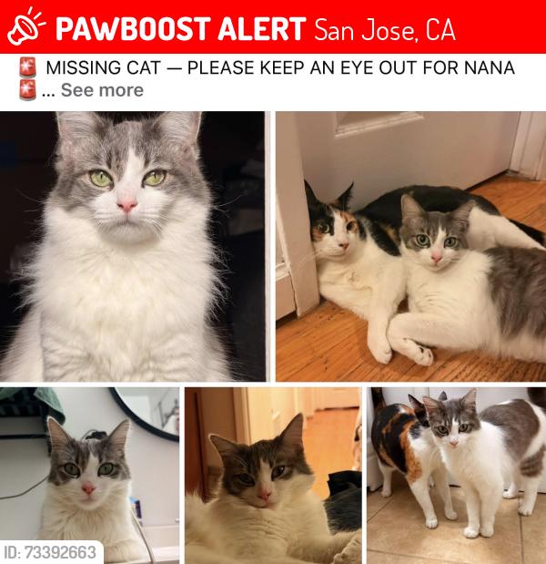 Lost Female Cat last seen Davis Middle school, San Jose, CA 95111