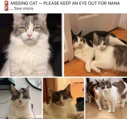 Lost Female Cat last seen Davis Middle school, San Jose, CA 95111