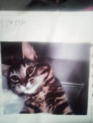 Lost Female Cat last seen 8th and I at the park, Tacoma, WA 98405