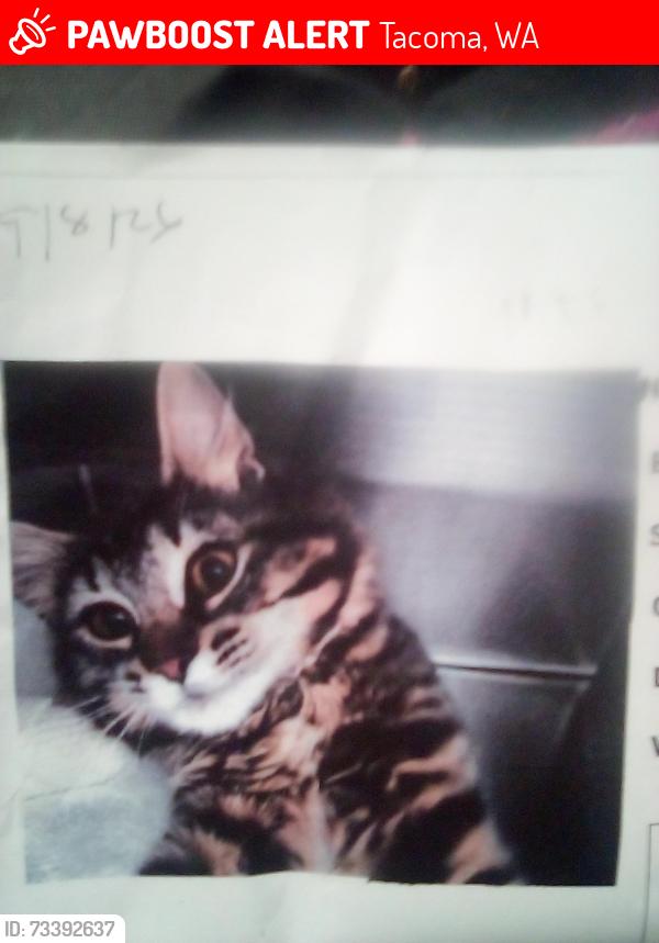 Lost Female Cat last seen 8th and I at the park, Tacoma, WA 98405