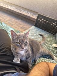 Found/Stray Unknown Cat last seen Montagna Park, Henderson, NV 89044