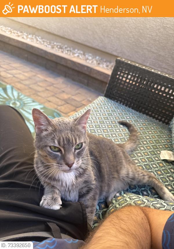 Found/Stray Unknown Cat last seen Montagna Park, Henderson, NV 89044