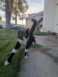 Found/Stray Unknown Cat last seen Ray & McQueen, Provinces Neighborhood, Chandler, AZ 85225