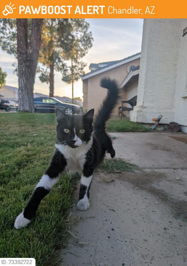 Found/Stray Unknown Cat last seen Ray & McQueen, Provinces Neighborhood, Chandler, AZ 85225