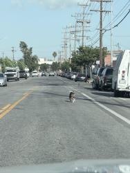 Found/Stray Unknown Dog last seen Near 956 e 108th st heading twoards 108 and Central avenue, Los Angeles, CA 90059