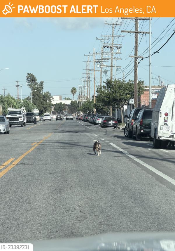 Found/Stray Unknown Dog last seen Near 956 e 108th st heading twoards 108 and Central avenue, Los Angeles, CA 90059