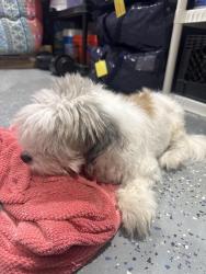 Found/Stray Male Dog last seen georgia, Kensington, MD 20895
