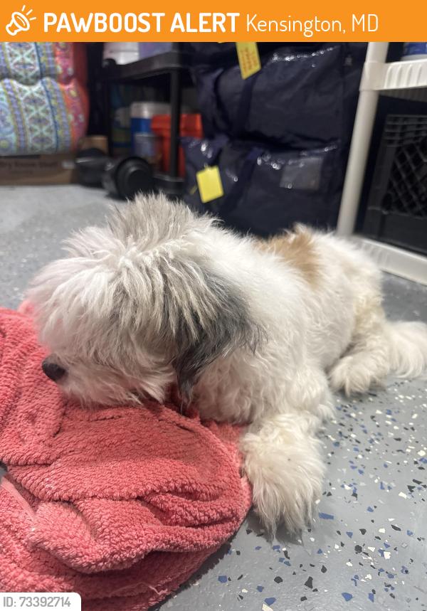 Found/Stray Male Dog last seen georgia, Kensington, MD 20895