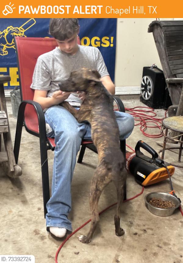 Found/Stray Male Dog last seen 850/ 31, Chapel Hill, TX 75707