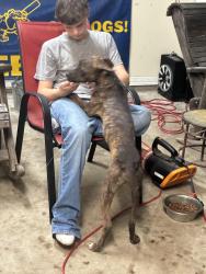 Found/Stray Male Dog last seen 850/ 31, Chapel Hill, TX 75707