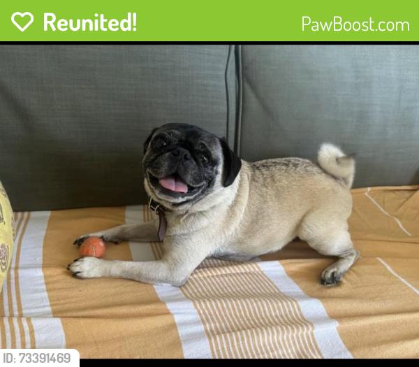 Reunited Male Dog last seen Altamont and Isabel, Los Angeles, CA 90065