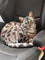 Lost Female Cat last seen Stirling Arm Crescent, Port Alberni, BC V9Y 9C8