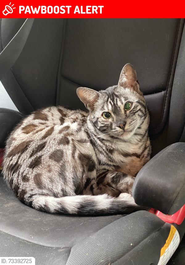 Lost Female Cat last seen Stirling Arm Crescent, Port Alberni, BC V9Y 9C8