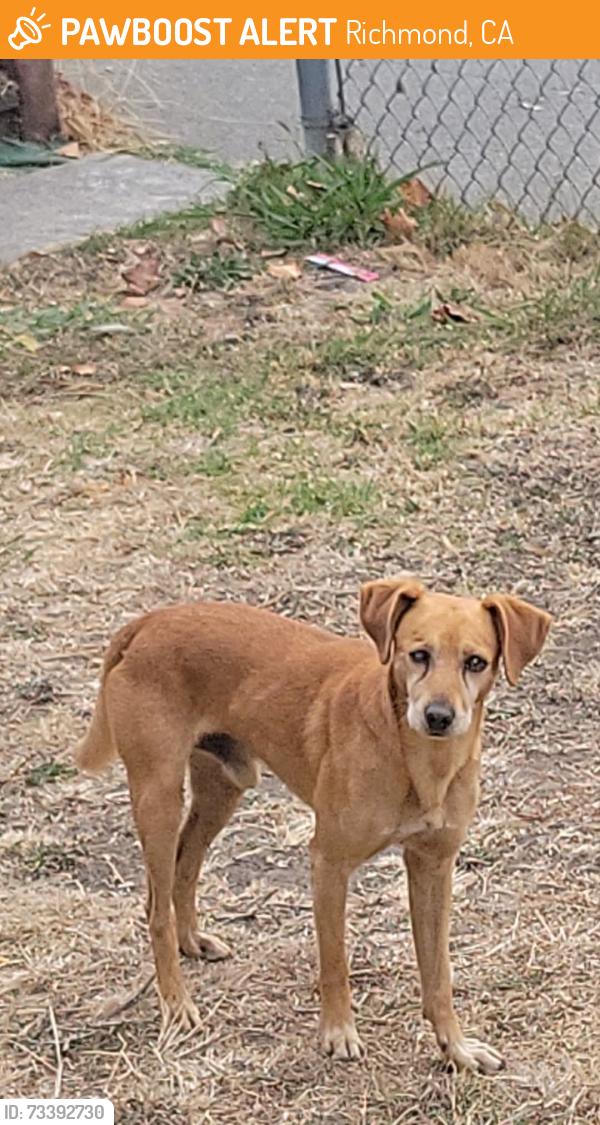 Found/Stray Male Dog last seen 18th street y Barrett, Richmond, CA 94804