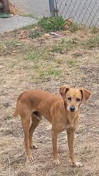 Found/Stray Male Dog last seen 18th street y Barrett, Richmond, CA 94804
