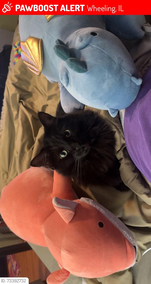 Lost Female Cat last seen Whitman elementary school, Wheeling, IL 60090