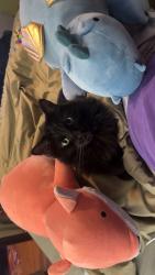 Lost Female Cat last seen Whitman elementary school, Wheeling, IL 60090