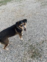 Found/Stray Male Dog last seen Jackie Robinson Park, Littlerock, CA 93543