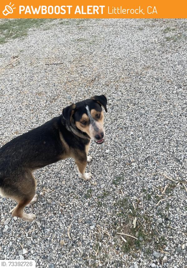 Found/Stray Male Dog last seen Jackie Robinson Park, Littlerock, CA 93543