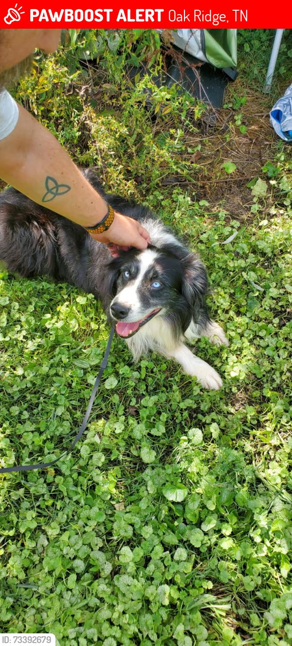 Lost Male Dog last seen Illinois Ave and Independence Ln, Oak Ridge, TN 37830