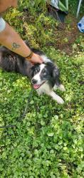 Lost Male Dog last seen Illinois Ave and Independence Ln, Oak Ridge, TN 37830