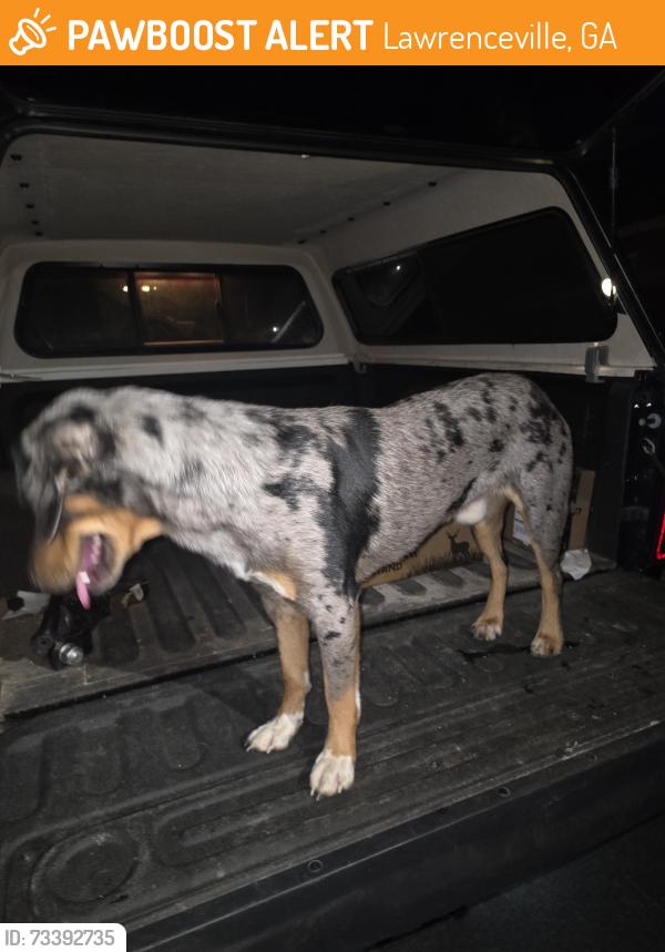 Found/Stray Male Dog last seen New hope church road lawrenville, Lawrenceville, GA 30045