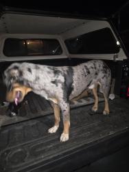 Found/Stray Male Dog last seen New hope church road lawrenville, Lawrenceville, GA 30045