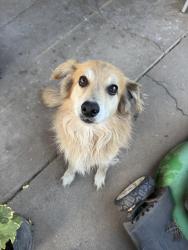 Found/Stray Unknown Dog last seen Frazine and Gluck, Modesto, CA 95357