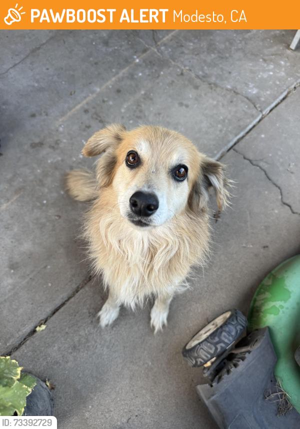 Found/Stray Unknown Dog last seen Frazine and Gluck, Modesto, CA 95357