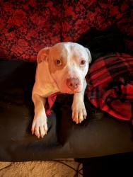 Reunited Male Dog last seen Salem Rd., Conyers, GA 30013