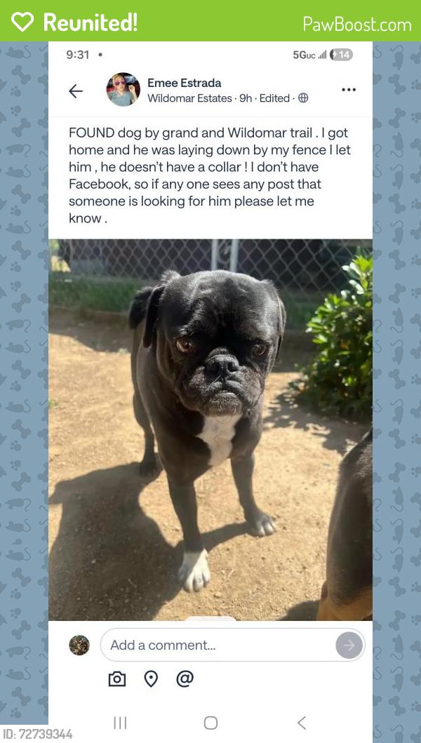 Reunited Male Dog last seen Grand Ave and Wildomar Trail, Wildomar, CA 92595