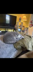 Reunited Female Cat last seen Church St, Putnam, CT, USA, Putnam, CT 06260