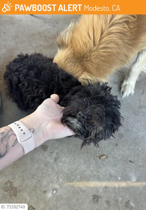 Found/Stray Unknown Dog last seen Frazine and glick, Modesto, CA 95357