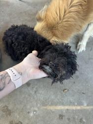 Found/Stray Unknown Dog last seen Frazine and glick, Modesto, CA 95357